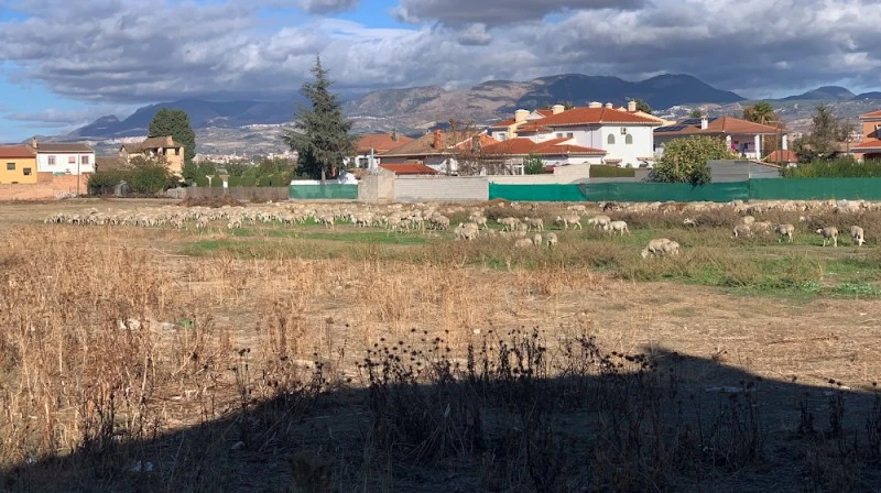 Vegas del Genil