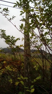 Igrexa de Santo André de Ferreiros