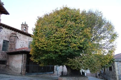 Olmo de El Rasillo