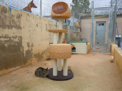 Sociedad Protectora De Animales Y Ambiental De Ibi